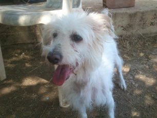 Θεσσαλονίκη: Έσωσαν τον άρρωστο σκύλο που υπέφερε στην λίμνη Κορώνεια